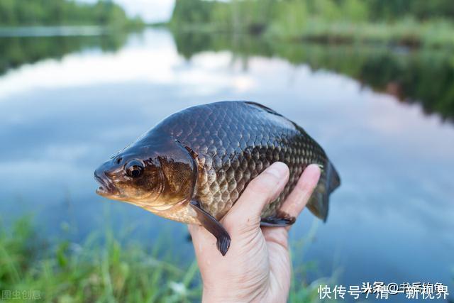 想要轻而易举垂钓到深秋的大鲫鱼，一思路和三技巧可谓是锦囊妙计