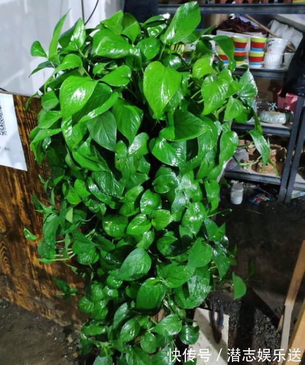 绿萝|家庭养绿萝,几天浇一次水教你2个“小方法”,简简单单就学会