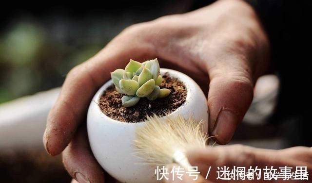 多肉植物有1个“症状”,说明需要施肥或者换盆,否则等着僵苗吧!