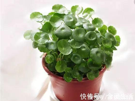 这六种花不怕热不怕冷,特别好养活,每年都开花挤爆盆了