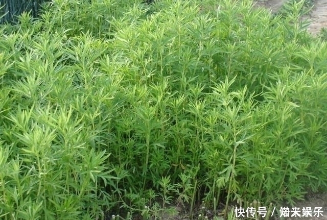 野菜|五月宁可不吃肉,也要给孩子吃这种野菜,钙含量是牛奶的好几倍