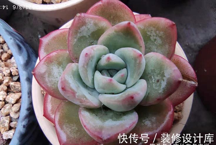 轰动、泡芙和阿玛贝利，买3次的肉友不少吧？其实它是同一种多肉