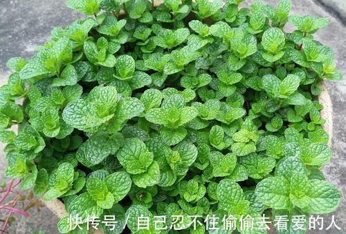 漂亮|3种漂亮花，种在小盆里，不建议地栽，否则泛滥成灾，根本清不掉