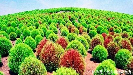 植物|这种植物被称为“药草皇后”,叶子泡水喝能清热解毒,败肝火