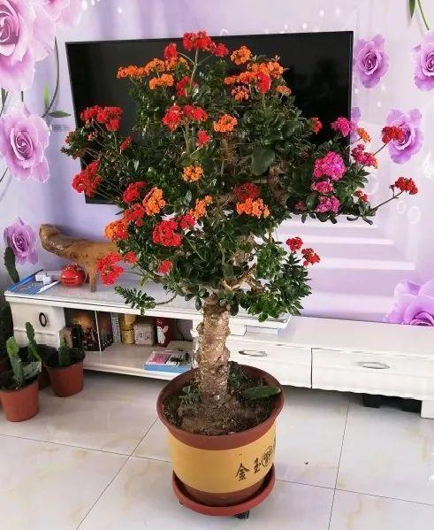 嫁接|嫁接达人,玉树嫁接长寿上,花友直呼内行!