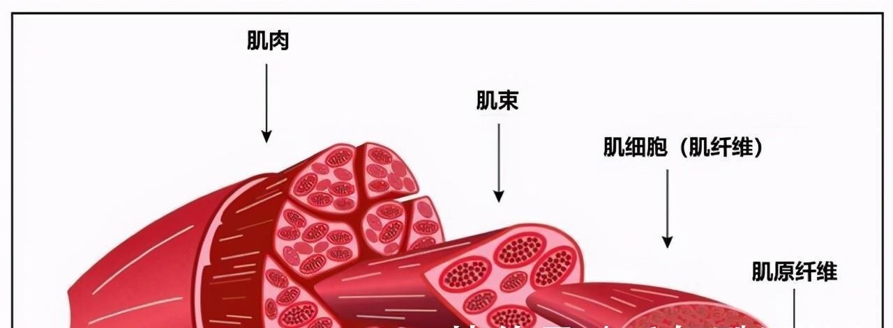 深蹲|健身一段时间后,肌肉增长缓慢尝试这6种方法,或许可以帮到你