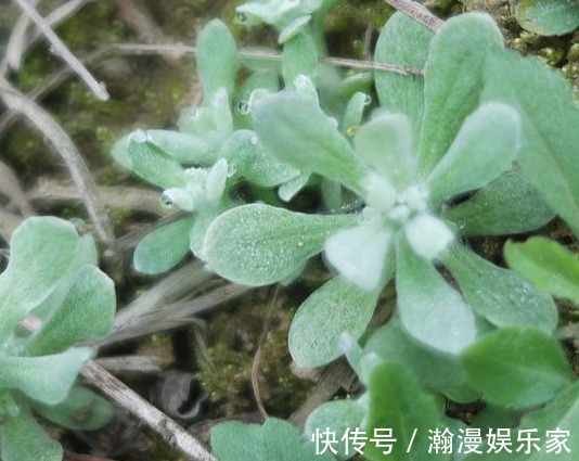 野草|田地里的野草,过去用来喂猪,其实是上好野菜,用来做“青团”