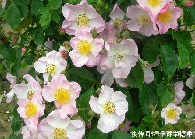 粉色|5款唯美粉色月季。美人如玉粉妆琢,粉色娇羞白如雪。抗病好养