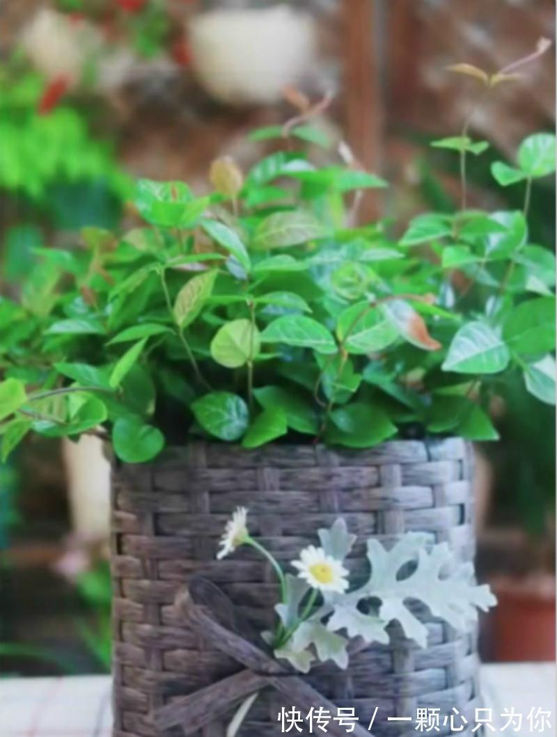 吃剩的油桶不要扔,教你做成花盆,简直太漂亮