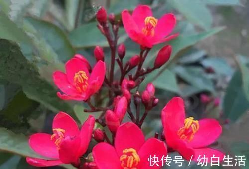 扶桑花|不能错过世上开花时间最长的四种花卉,一年四季天天能赏花