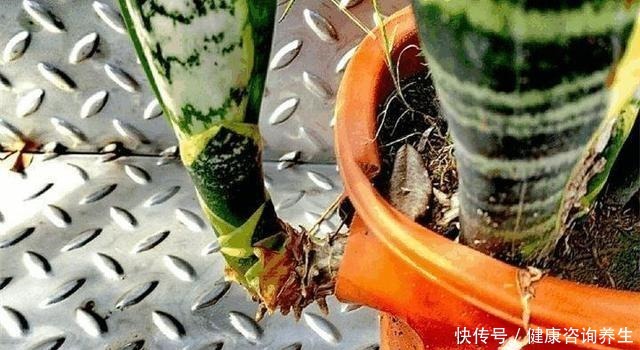 虎皮兰不冒“新芽”,注意这几点,养2月“钢芽”窜出盆!