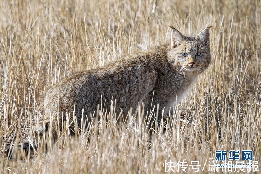 寻猫记|寻猫记：最难发现的荒漠猫现身