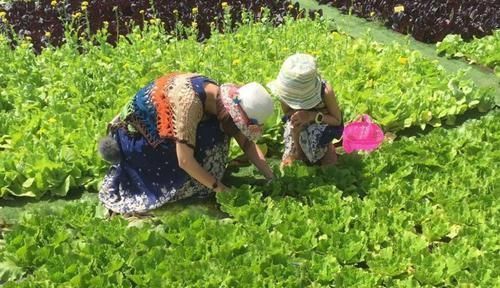 孩子不爱吃蔬菜咋整?专家:别怪孩子,和母乳、基因等原因有关