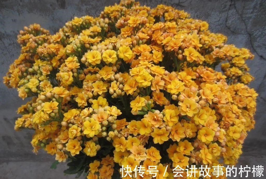 长寿花|5种“漂亮花”,喜欢毒日头,晒晒太阳,直接爆花快