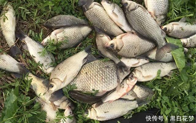 钓鱼技巧:搓饵和拉饵的应用技巧,饵料状态用得好,咬钩量会翻倍