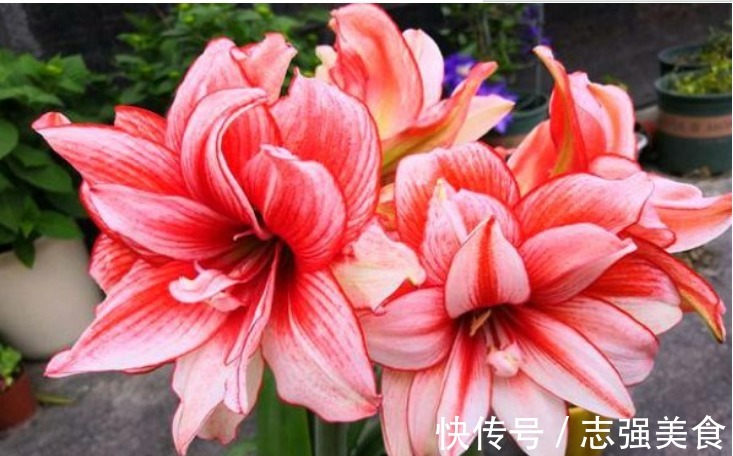 一个种球种土里,1个月就开花,花朵30公分大,美到没朋友!