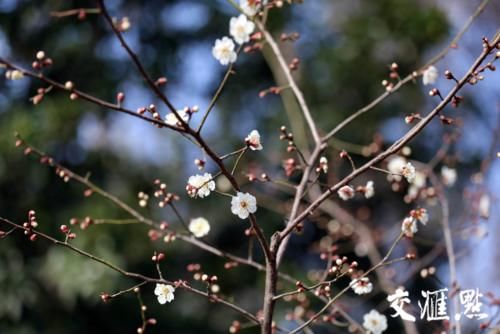 “立春”了 南京梅花山早梅花开朵朵