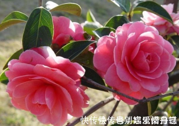 龙骨瓣|适合家养的5种花卉，好养易活易爆盆，花色艳丽，阳台开成小花园