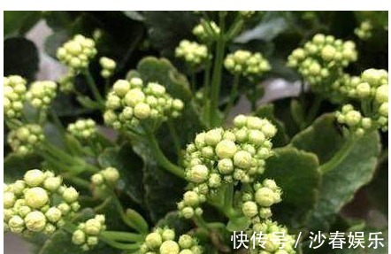 长寿花|长寿花冒出花苞后,只需一个简单的小步骤,花苞就能蹭蹭往外冒