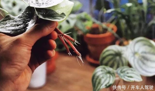植物扦插繁殖的时候学会这几招,很容易生根发芽,你学会了哪种!