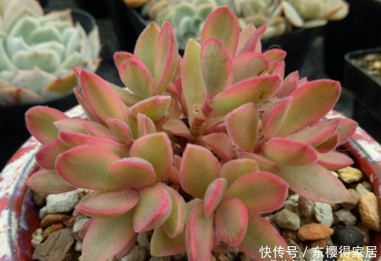 朝霞锦|如朝霞一般漂亮的多肉——朝霞锦,据说它还是传说中的摇钱树出锦