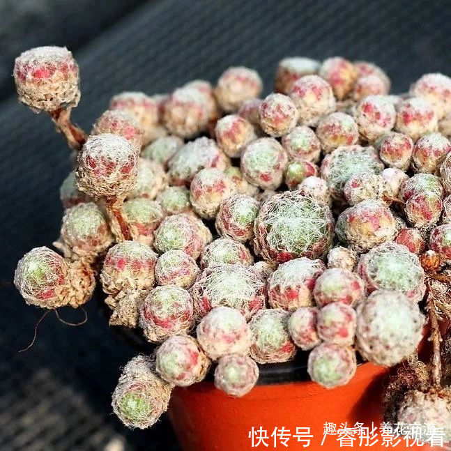 常年“爆崽”的长生草多肉，原来是开完花就挂，你能将它养好么？