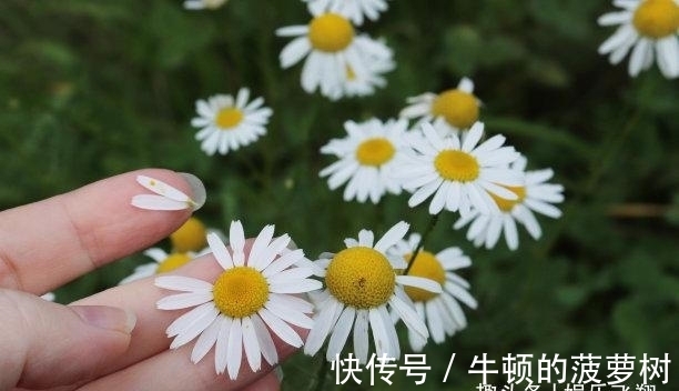 生肖狗|往后5天，桃花纷飞，动了情，君心似我心，生活美，再续今生缘