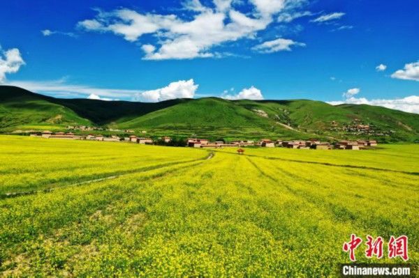 高原|四川阿坝：万亩高原油菜花引游人