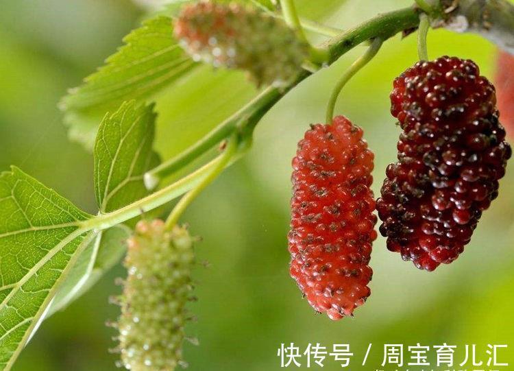 常吃|女人不愿早衰,常吃3种食物,能健脑益智,减缓脑细胞衰老