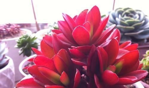 光照|此款多肉,适合新手养,不怕你虐,越虐越漂亮