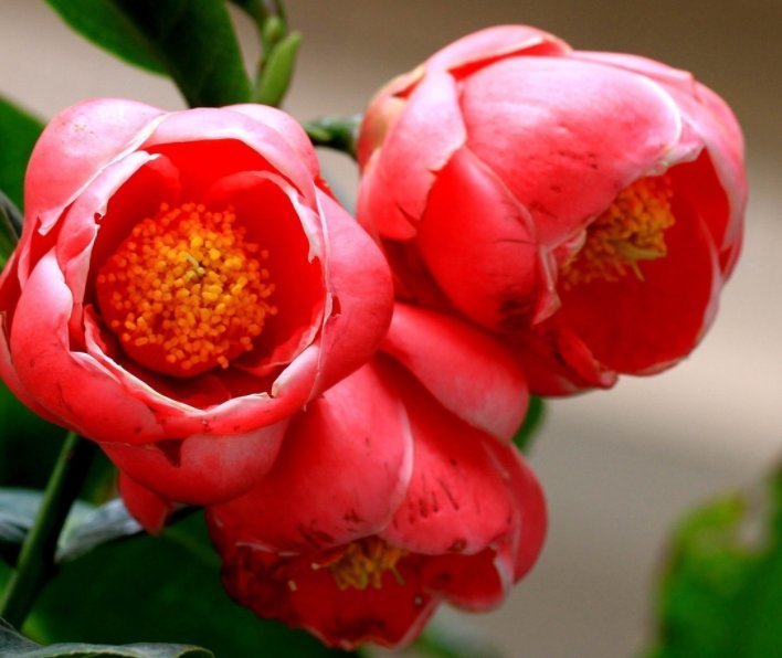 4种花“花期超长”,随便养一种,赏花赏一年,你养了吗