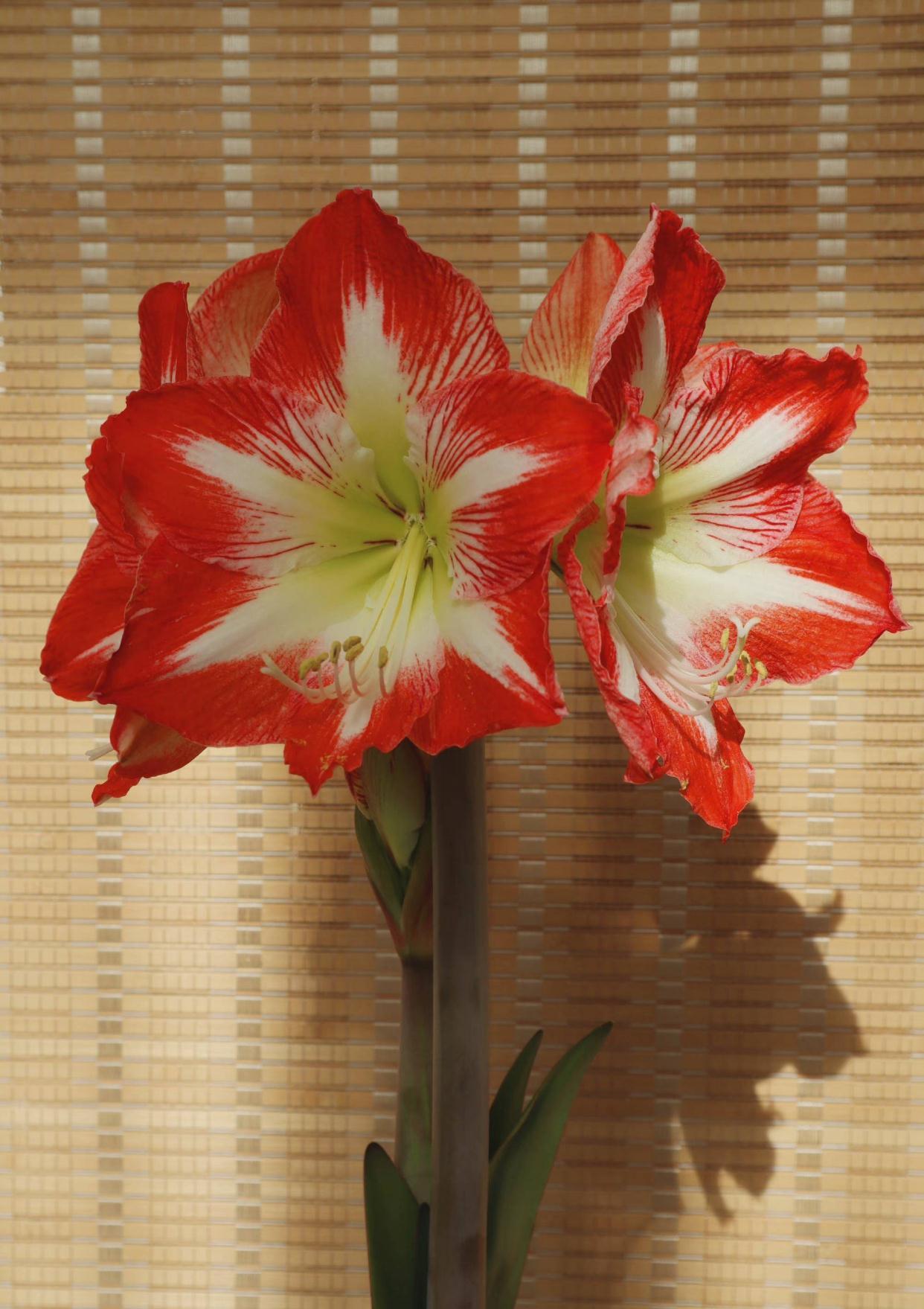 秋季|栽种朱顶红,简单3步,开出大花、颜值很高、惊艳无比