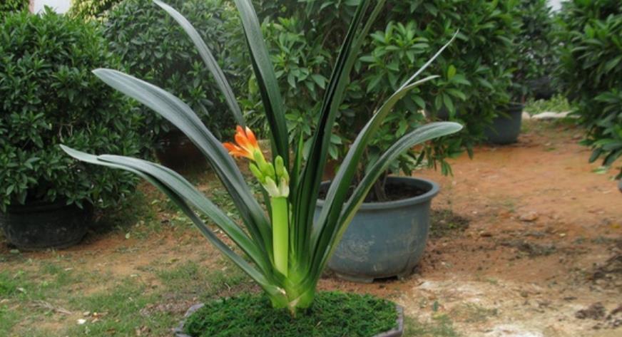 君子兰有“3忌”，做错其中一个，养多少年都不开花，新手要谨记