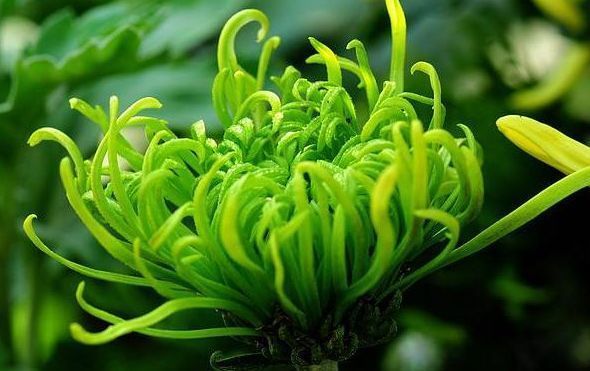 养这几款植物，沾点水就爆盆，花开美轮美奂，阳台成烂漫花园，美