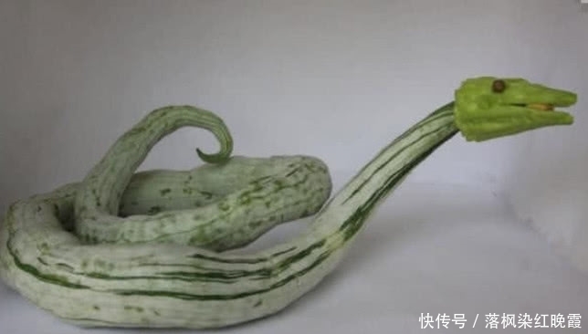  植物|奇闻：自然界的新物种，动物的身体，植物的“内脏”，你们见过吗