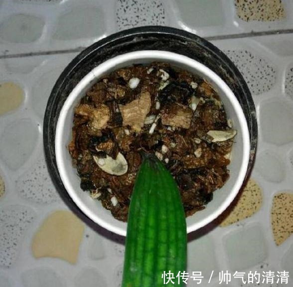 新芽|如何养殖君子兰,侧芽蹭蹭往外冒施肥用它们,盆栽新芽窜不停