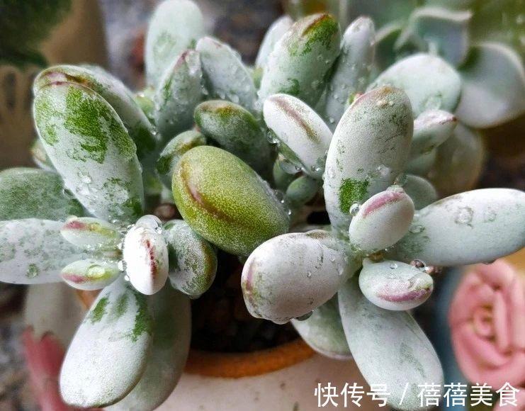 浇水|乒乓福娘如何养的滚圆可爱,除了品种要正,这些也很重要