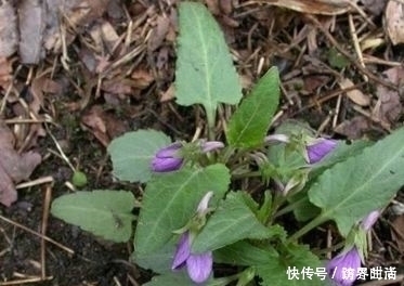 農村|農村這種常見的野草,能清熱解毒,涼血消腫,清肝明目,你認識嗎