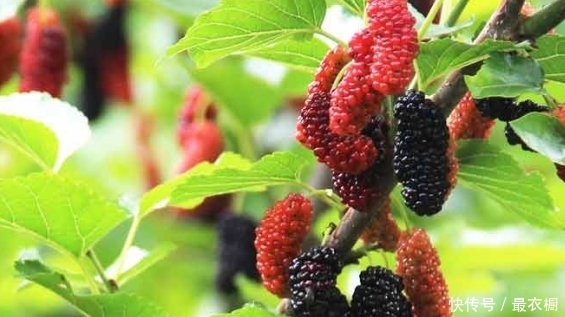 果桑种植 无籽大十果桑的栽培技术要点 来学学 快资讯 果桑种植 无籽大十果桑的栽培技术要点 来学学 快资讯