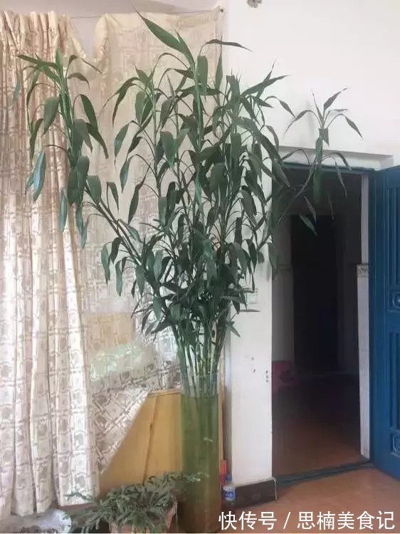 金桔|家中养一盆,有“灵气”的植物,油绿旺盛,招财旺家,平安,康健