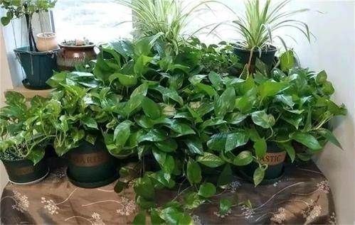 养花要注意,这几种水不能浇花,不然黄叶又烂根!