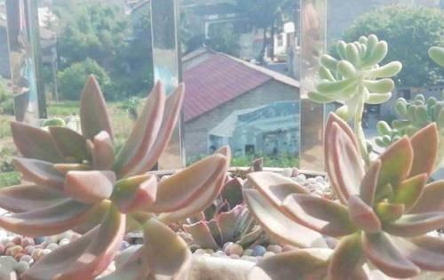 多肉叶子打卷发蔫，别扔掉，这样一抢救，马上恢复精神