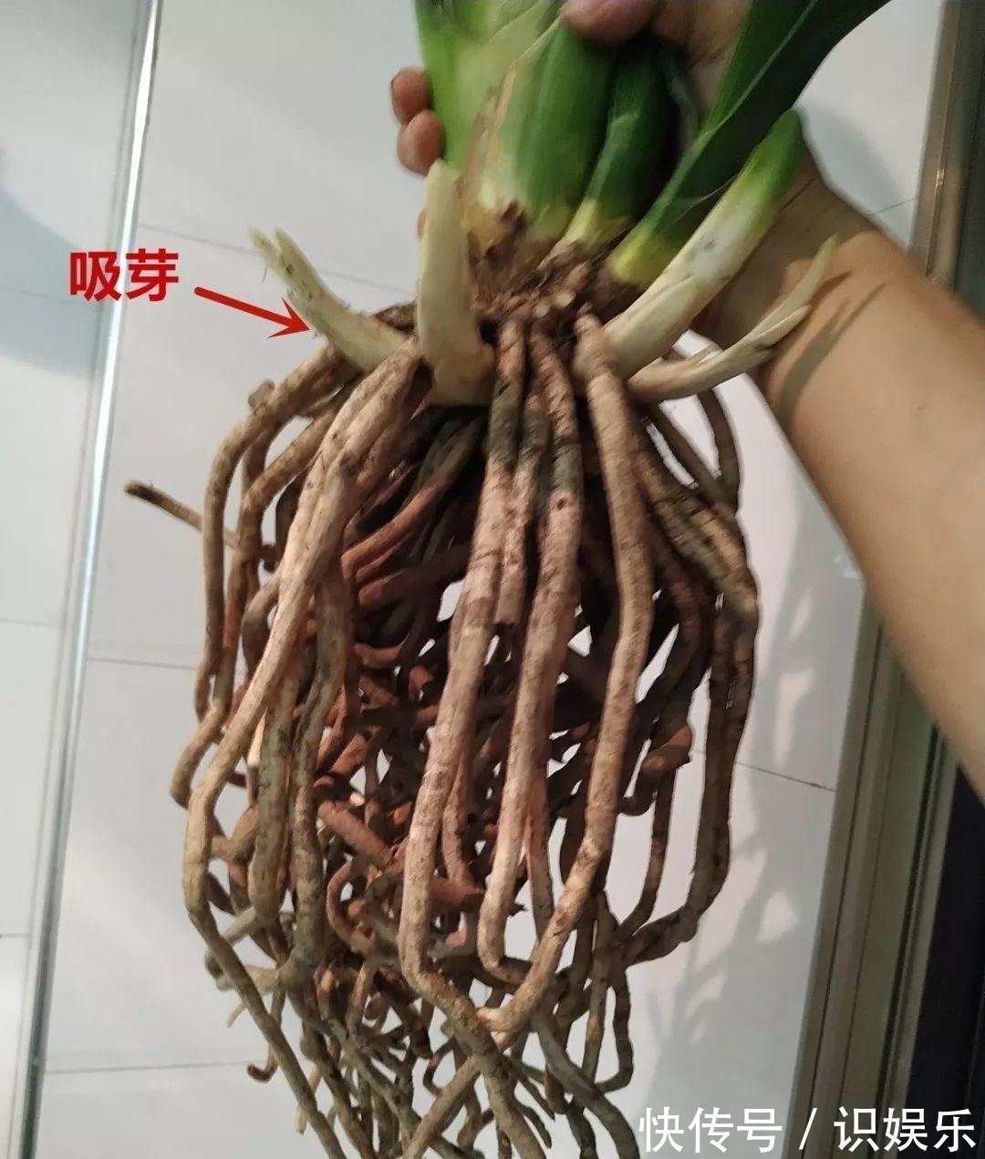 伤口|秋天给花铲一锹,一盆变五盆,根本不用扦插!