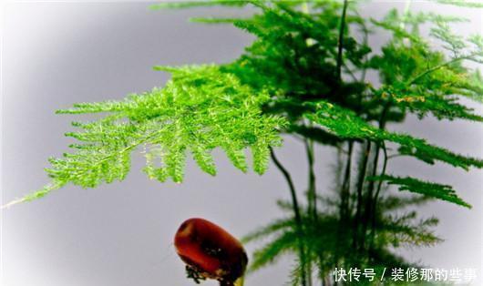 淋死|梅雨季节仙人掌、文竹、兰花、芦荟等别淋雨,很容易淋死