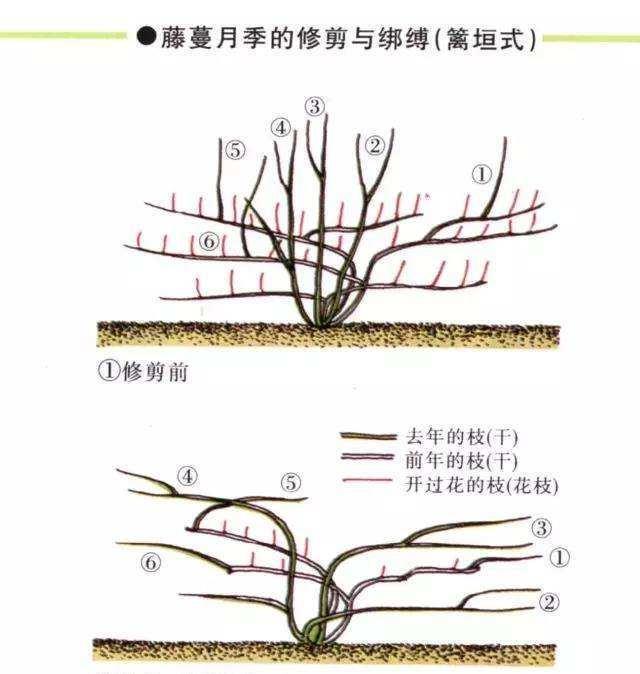 春天养藤本月季，遇到“这种”情况，赶紧“横拉、追肥”促开花