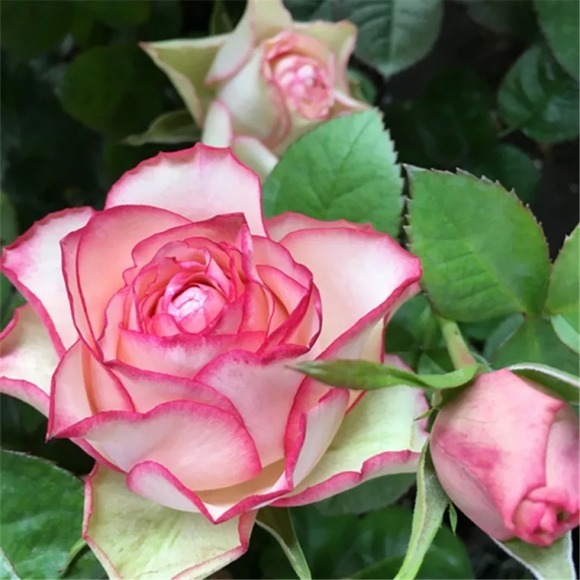 盘点最受欢迎的24种月季花，长得快、开花多，养了会上瘾！