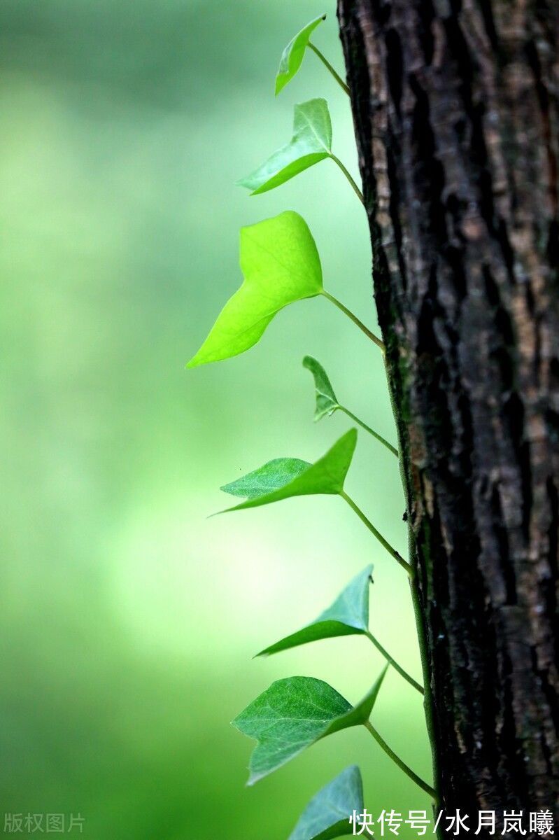 听雪&秋天该很好,你若尚在场,即便人间沧桑,即便世事无常