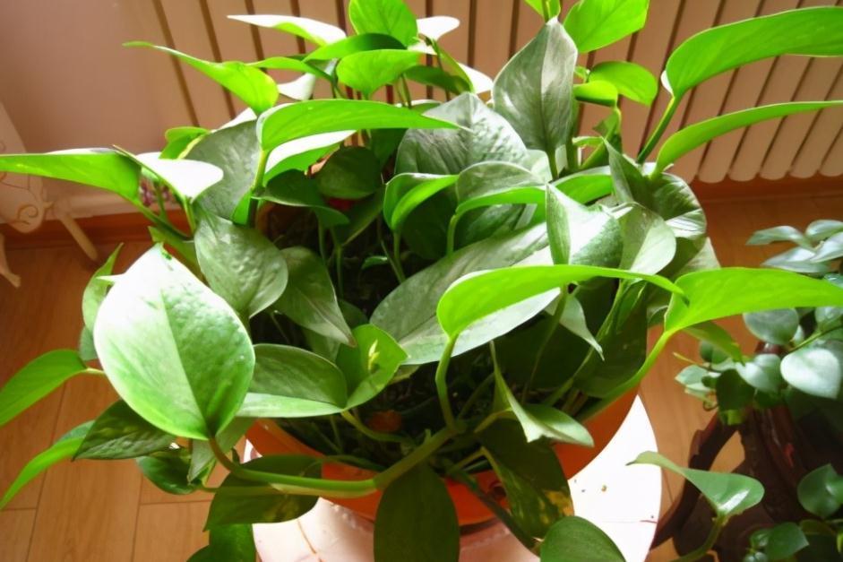 室内盆栽花草养不好？掌握这4个实用方法，养花其实并不难