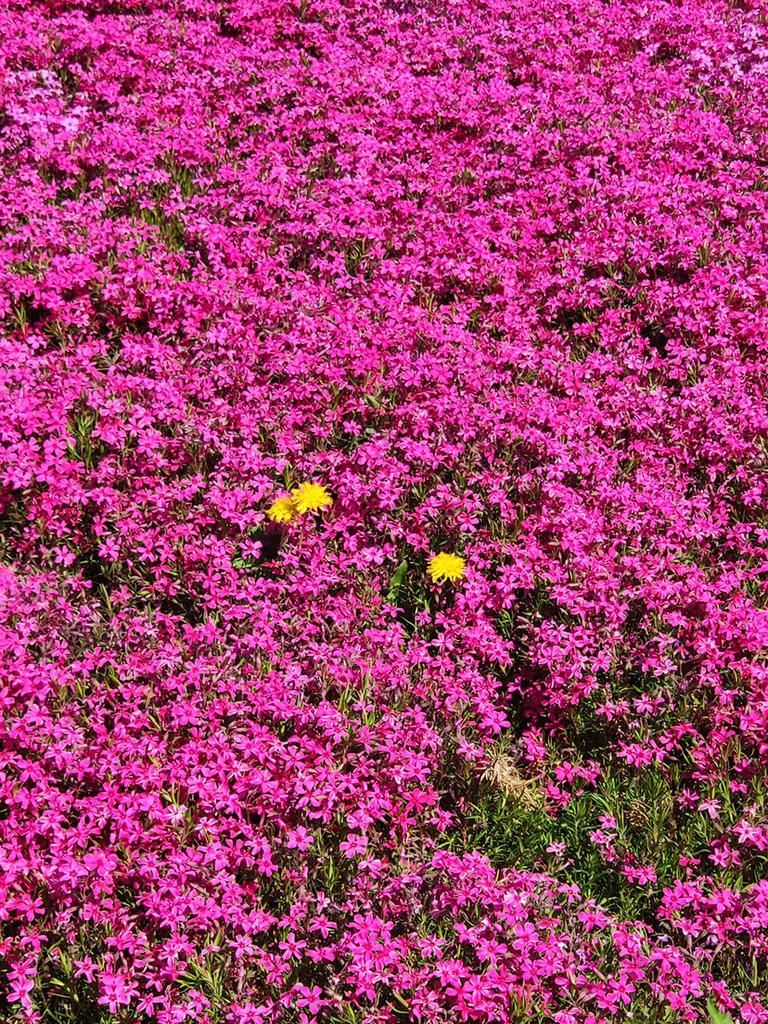 有个院子，现在养7种花，很快开成花海