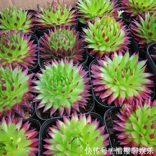 多肉植物|观音莲这样养,不用施肥,一样长满小崽